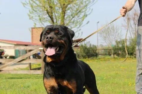 cane di grossa taglia nero durante seduta con istruttore
