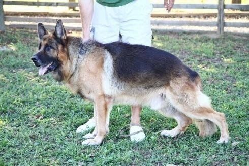 istruttore con pastore tedesco adulto