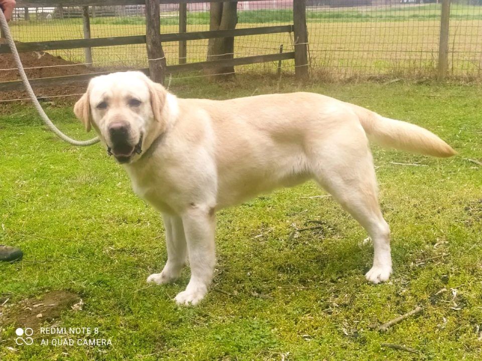 labrador durante il corso di addestramento