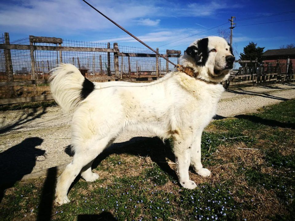 pastore dell'asia durante il corso di addestramento