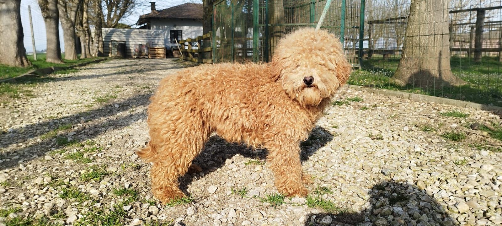 pastore dell'asia centrale