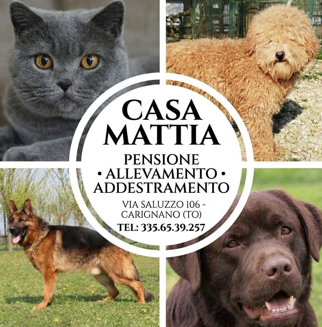 ALLEVAMENTO CASA MATTIA - LOGO ALLEVAMENTO CASA MATTIA - LOGO