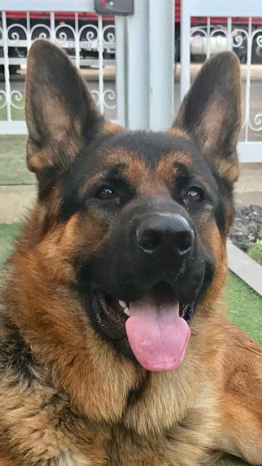 pastore tedesco visto lateralmente con istruttore