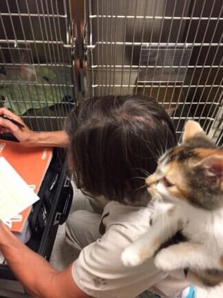 Staff writing with a cat — Pet Care in North Shore, MA
