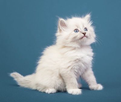 Unique Cat Breeds - PetFocus Eastern Shore Veterinary Hospital