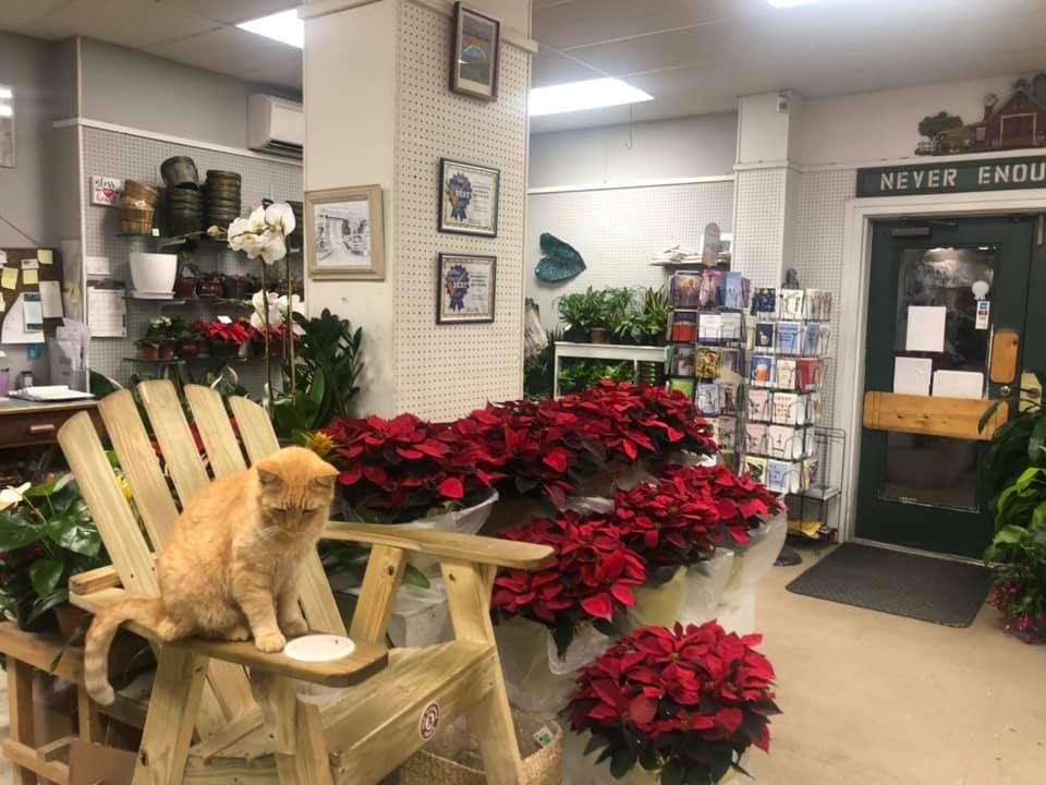A cat is sitting on a rocking chair in a flower shop.