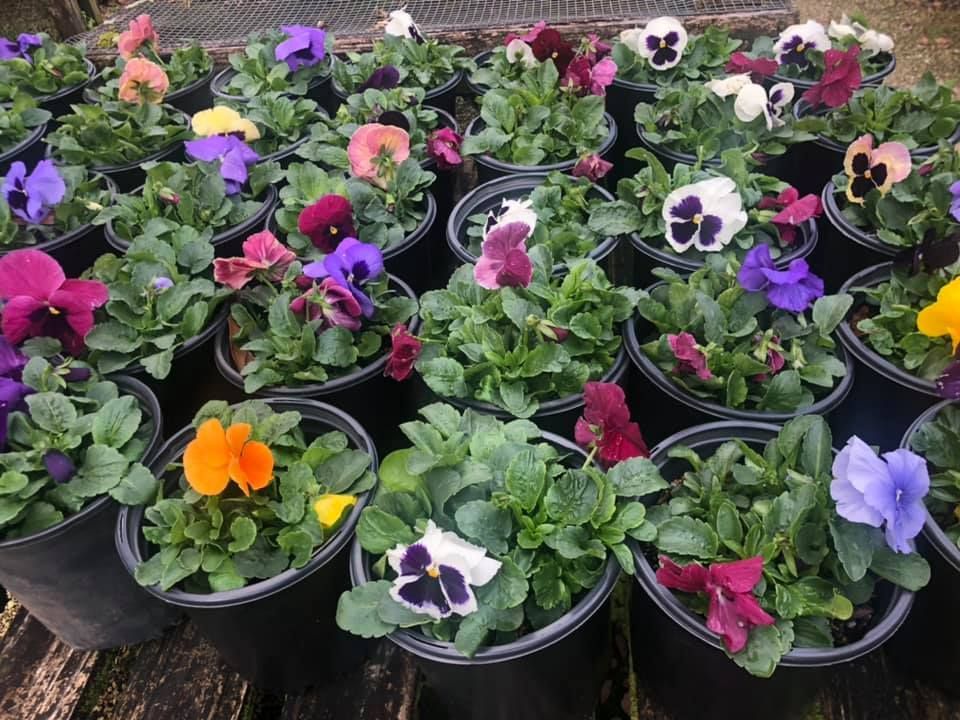 A bunch of potted flowers are sitting on a wooden table.