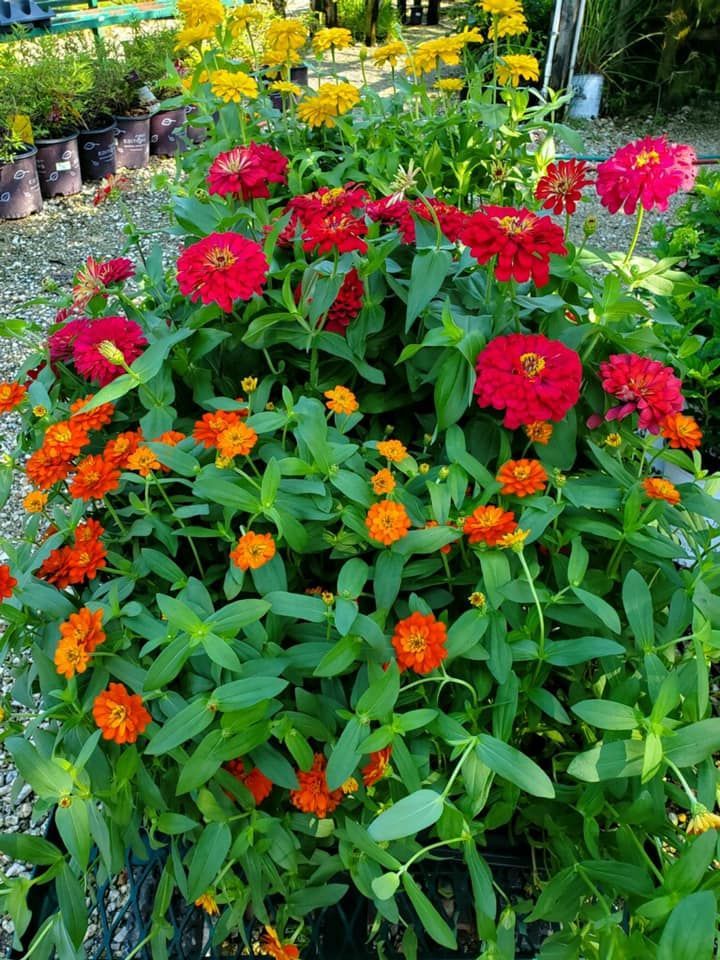 A bunch of red and orange flowers are growing in a garden