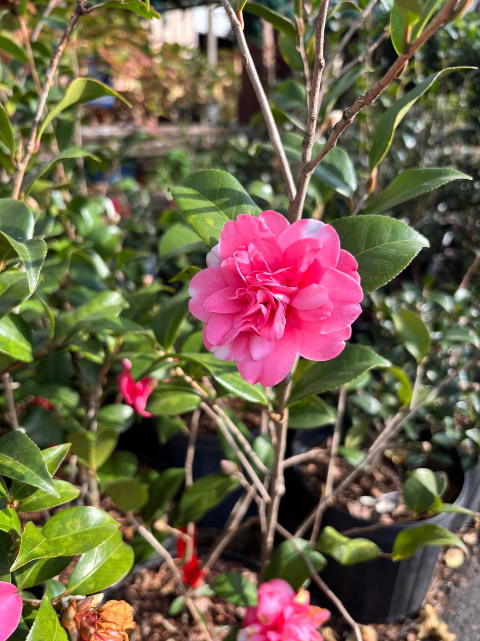 A close up of a pink flower on a plant.