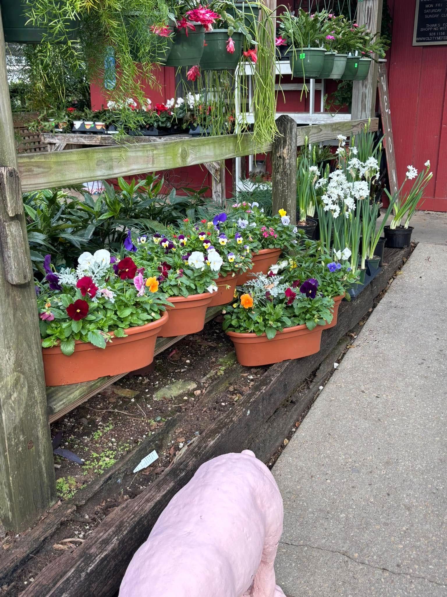 A pink pig is standing in front of a row of potted flowers.