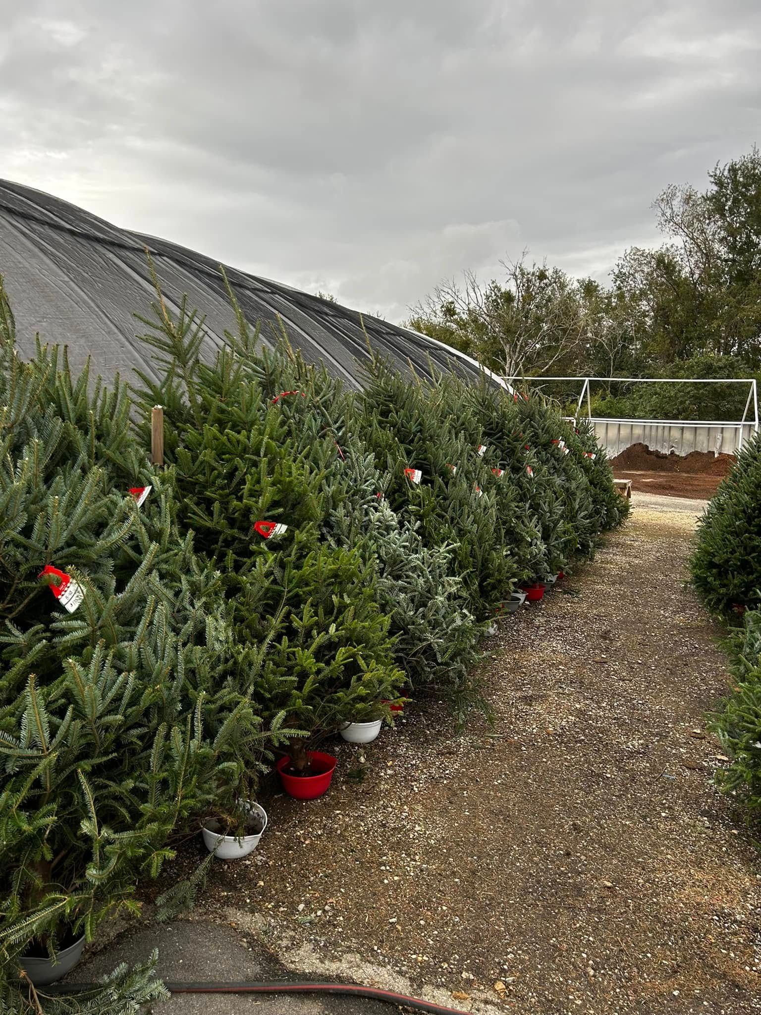 A row of christmas trees are lined up in a greenhouse.