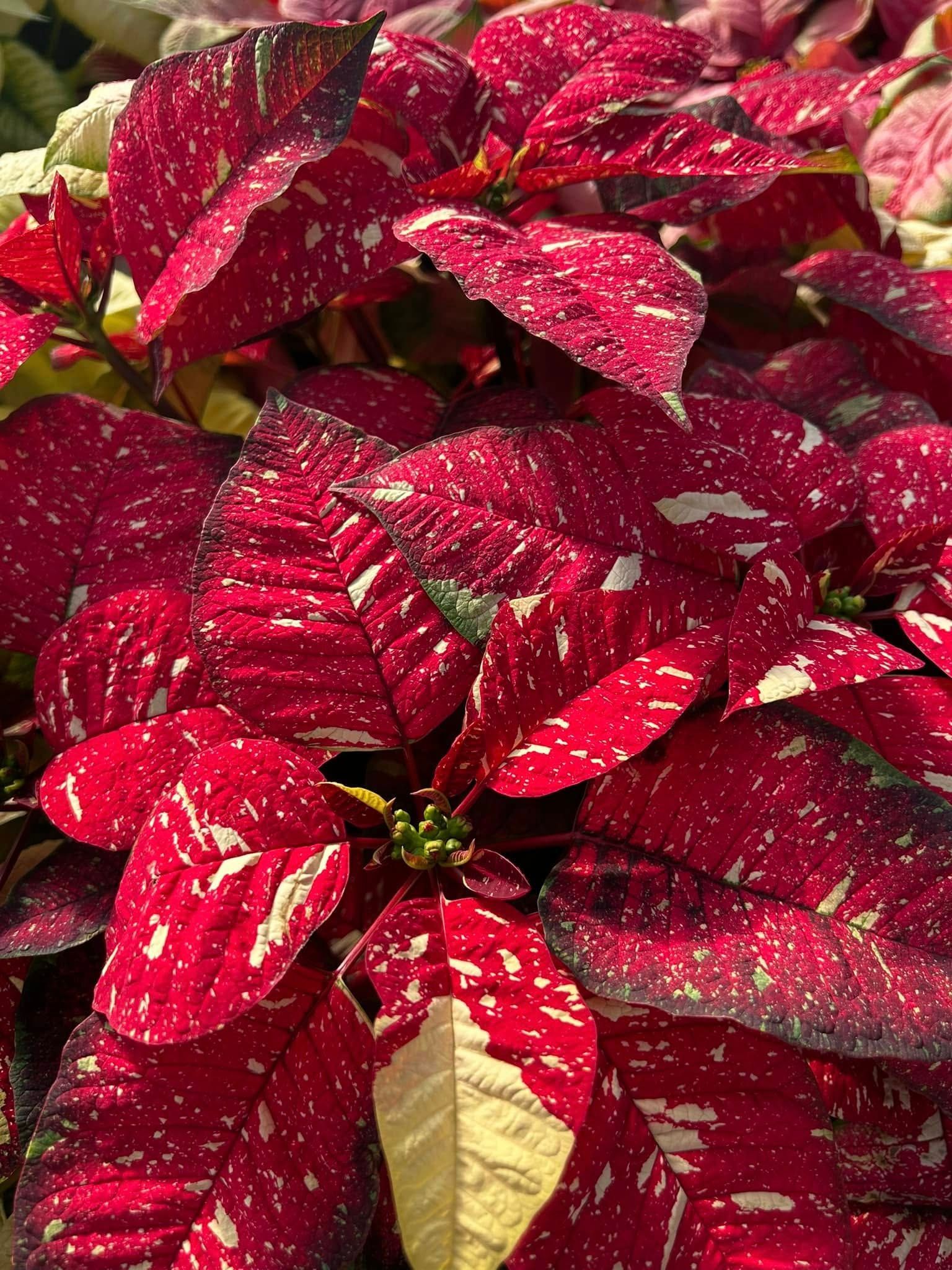 A close up of a poinsettia plant with red and white leaves.