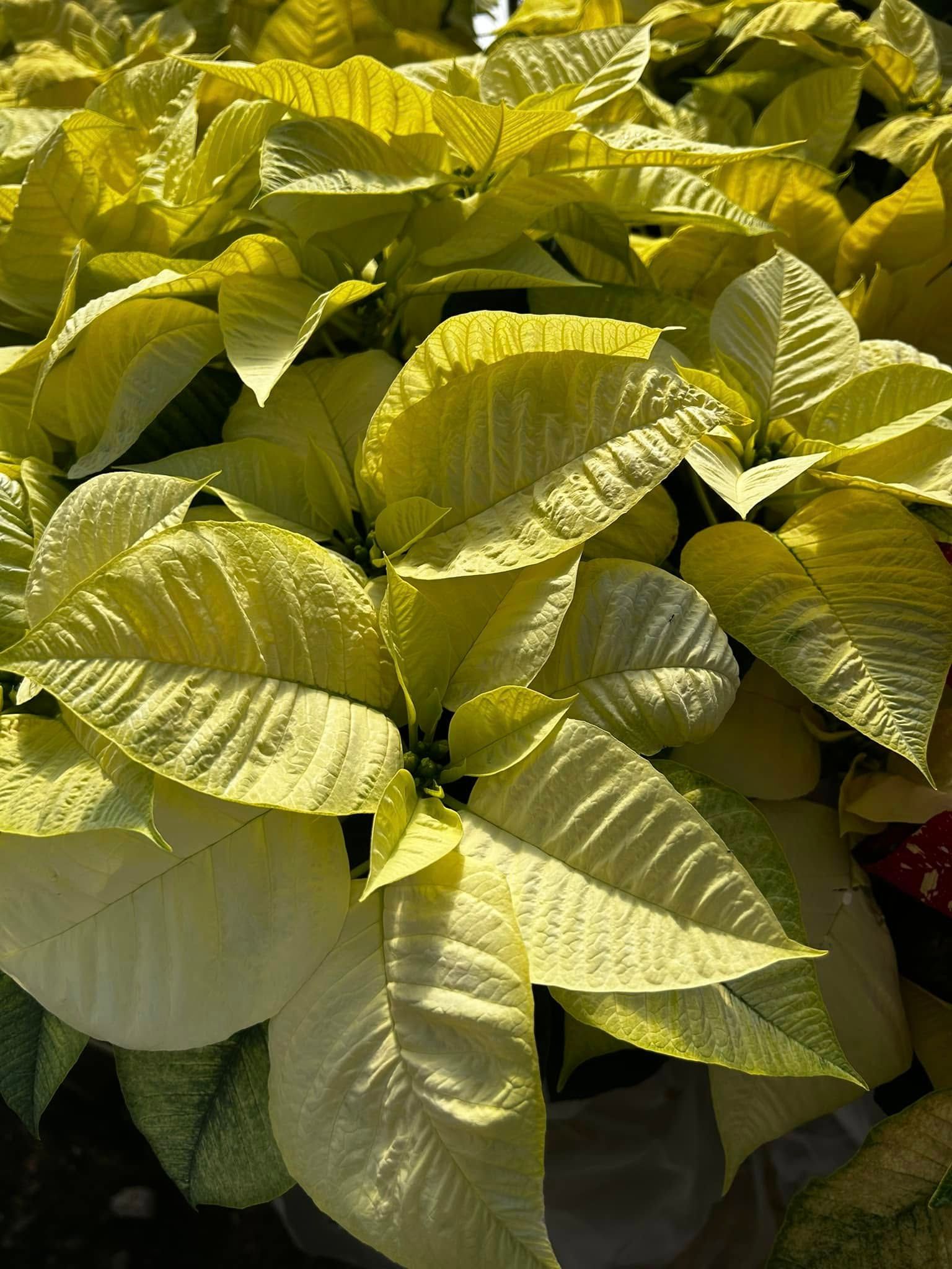 A close up of a plant with yellow leaves