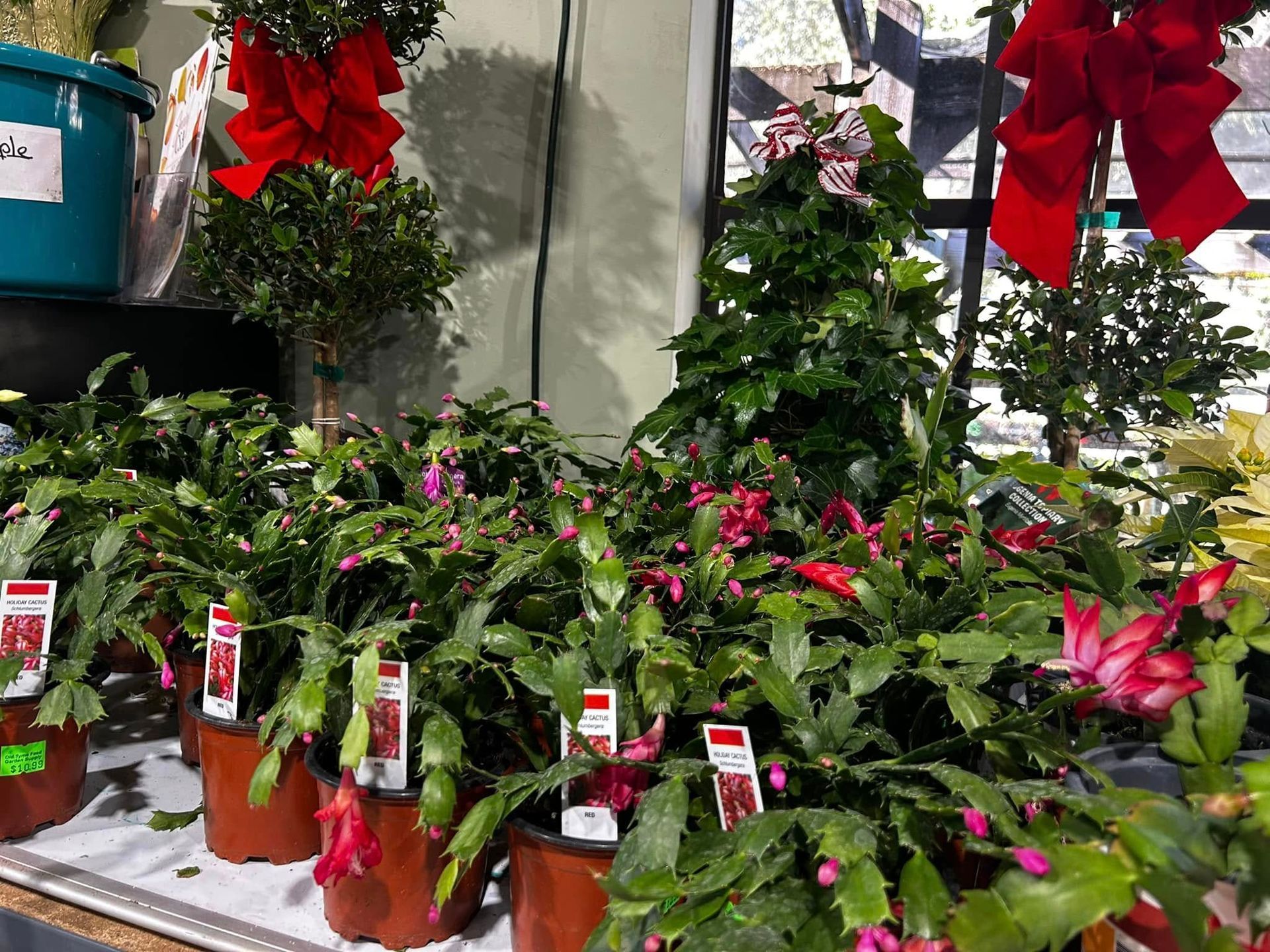 A bunch of potted plants are sitting on a table.