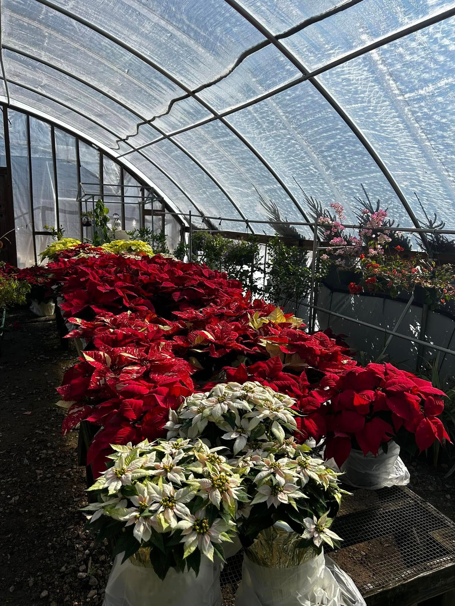 A greenhouse filled with lots of red and white flowers.