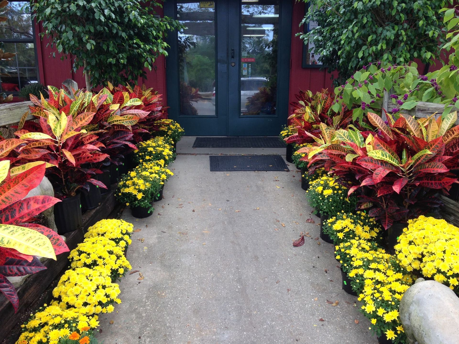 A walkway lined with potted plants and yellow flowers