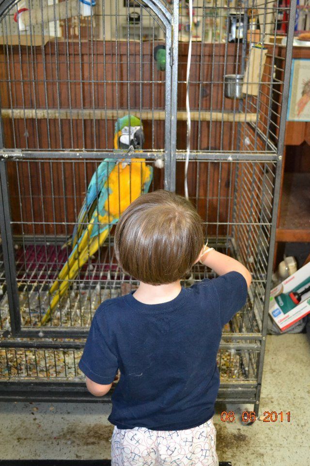 A young boy is looking at a blue and yellow parrot in a cage.