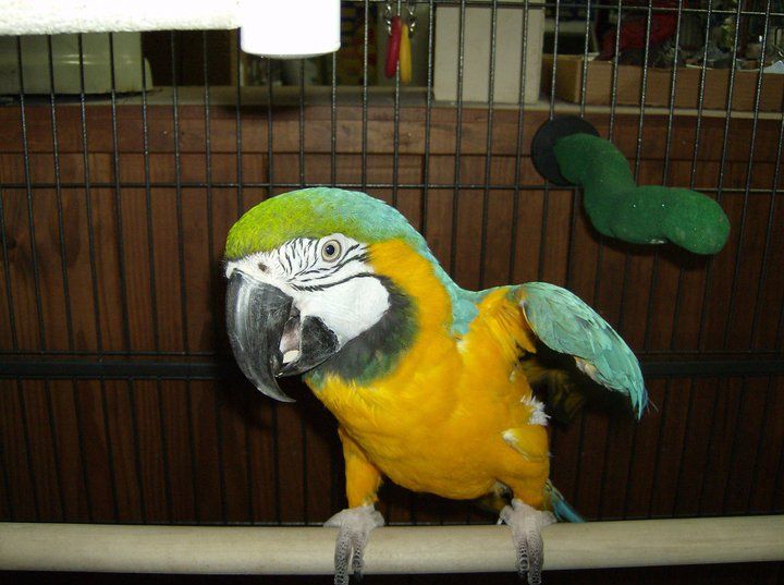 A blue and yellow parrot is perched on a branch in a cage