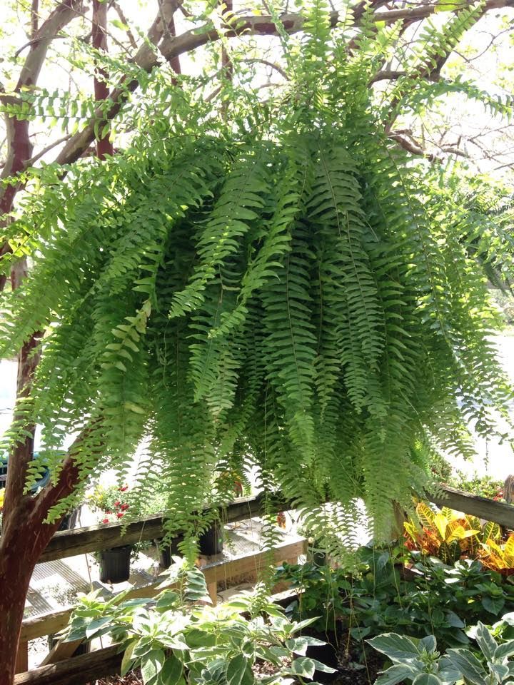 A fern is hanging from a tree in a garden.