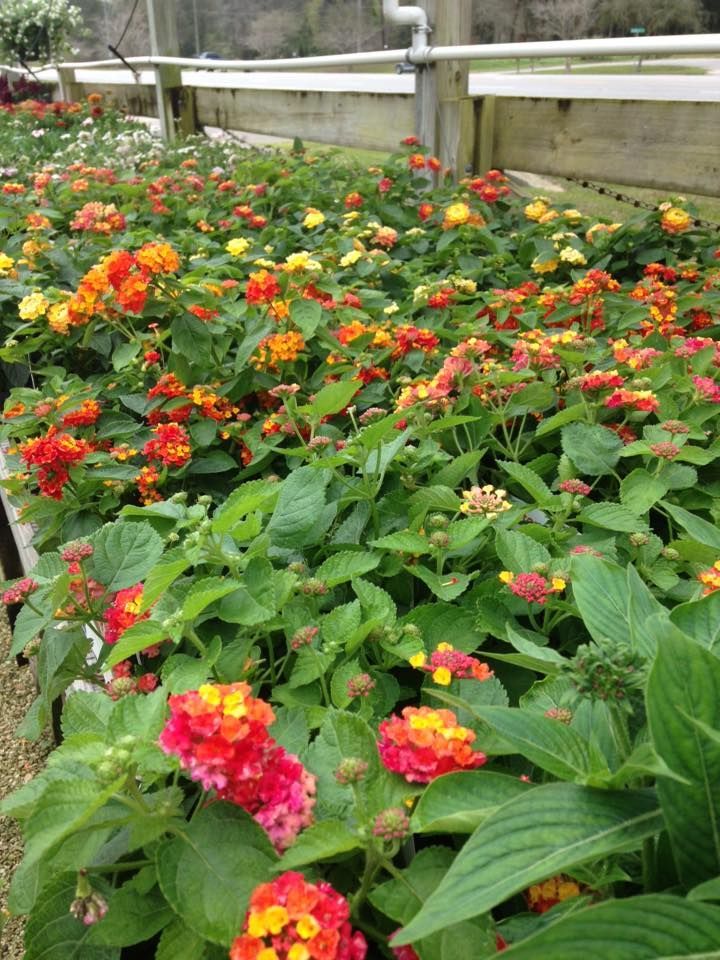 A bunch of flowers are growing in a greenhouse