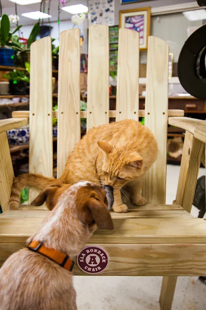 A dog and a cat are sitting on a wooden chair.