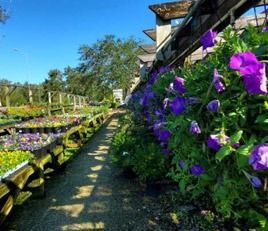 A row of purple flowers are growing in a garden.