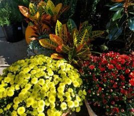 There are many different types of flowers and plants in the pots.