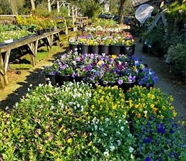 A bunch of flowers are sitting on top of each other in a garden.