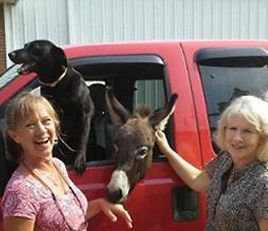 A woman is petting a donkey and a dog in a red truck.