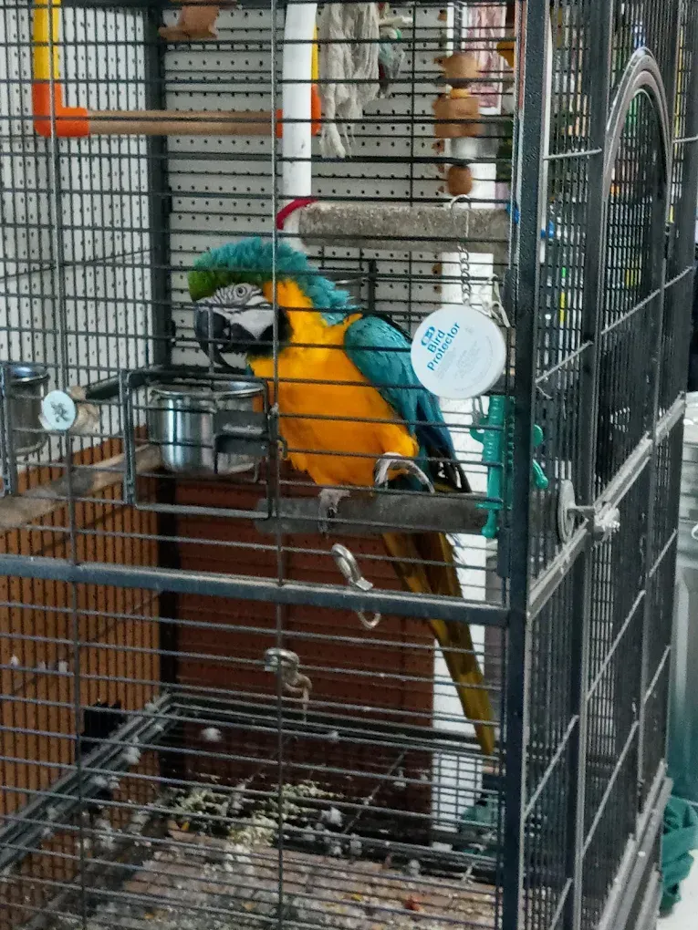 A blue and yellow parrot is sitting in a cage