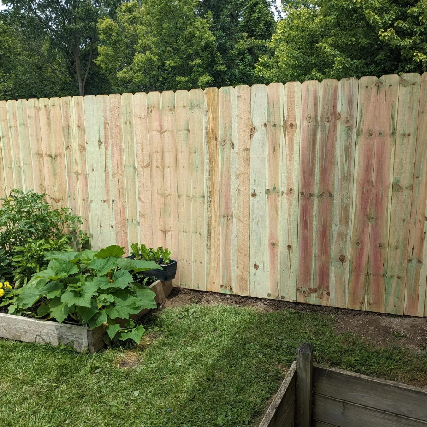 A new wooden privacy fence stands behind raised garden beds filled with leafy green plants.