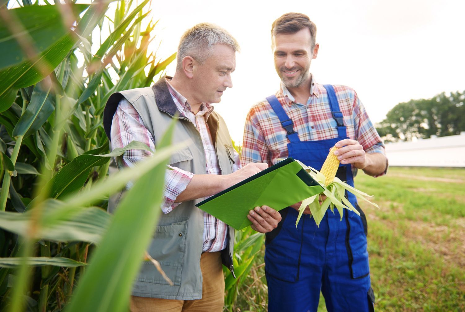 Two men examining corn in a field. One holds a clipboard; the other holds an ear of corn.