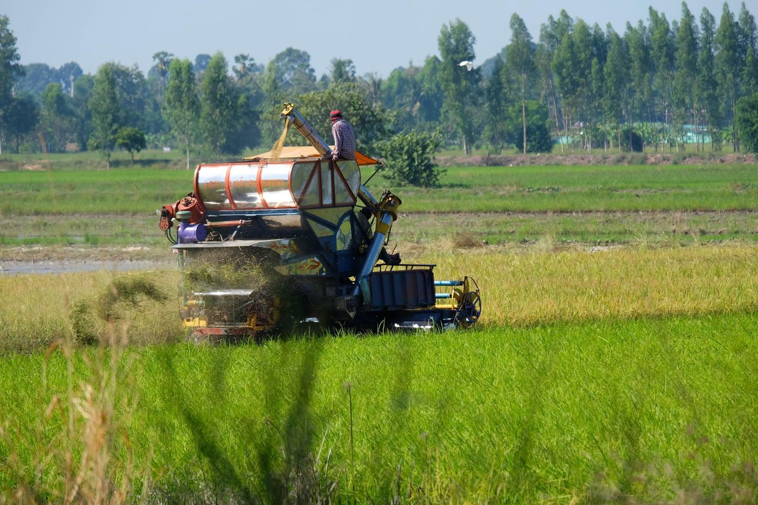 Combine harvester working in a rice field, removing the crop. Green and yellow colors. Rural setting.