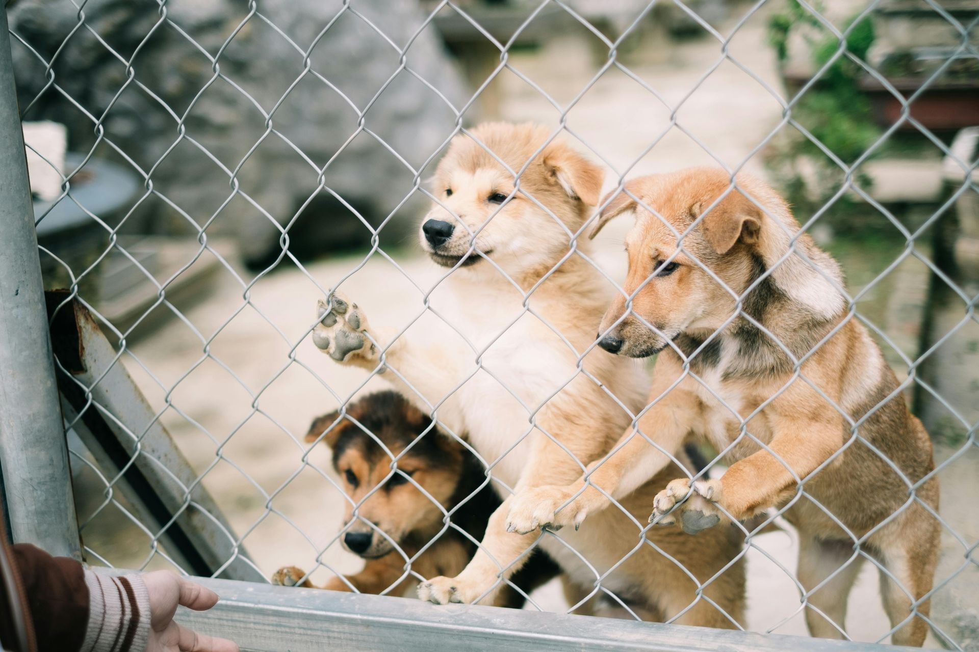 Four puppies behind a chain-link fence, paws on the wire. They have tan and brown fur, looking out.