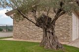 Muro e albero