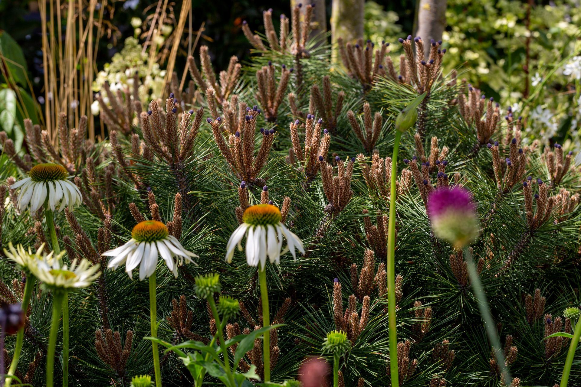 White coneflowers and pink allium buds in a garden with a dwarf pine.