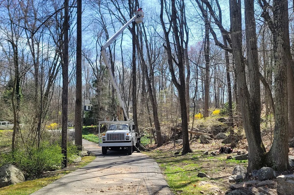 Truck with extended lift trimming trees on a residential driveway.
