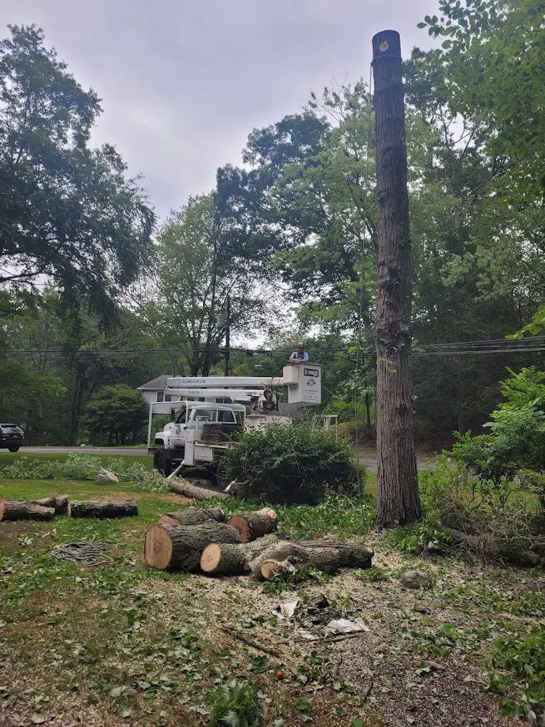 Tree service removing a tall tree trunk, with a truck and cut logs on the ground.