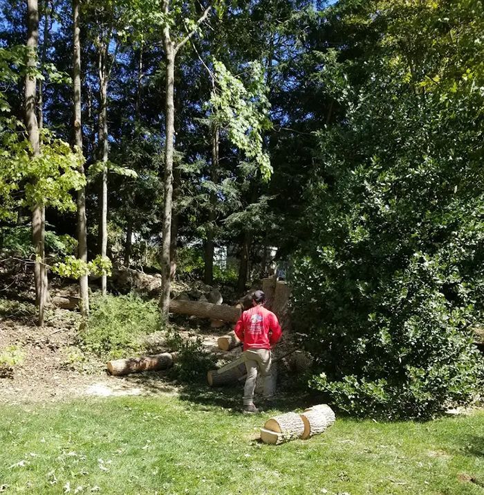 A person wearing a red shirt is cutting logs in a wooded area with tall trees, some logs already cut.