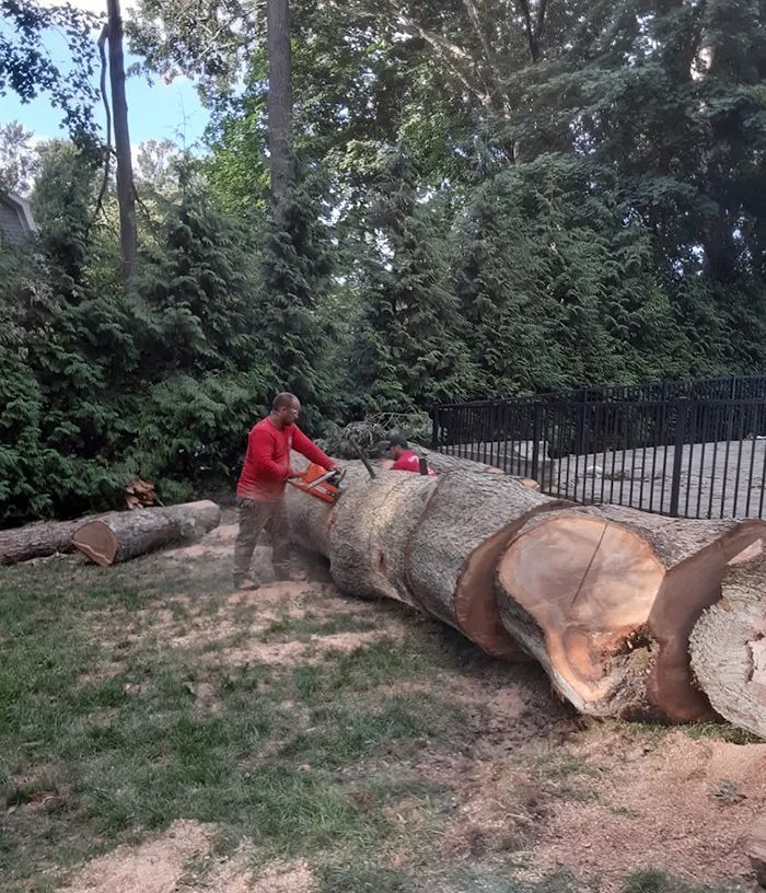Man using a chainsaw to cut a fallen tree in a yard.