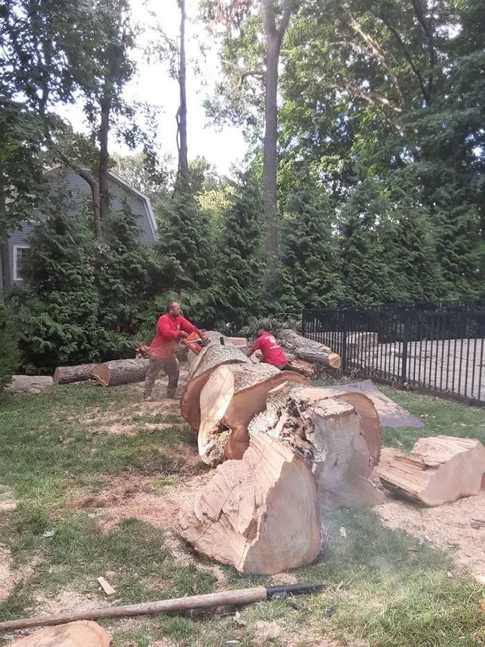Two people cutting a large log with chainsaws in a backyard, surrounded by other cut logs and trees.