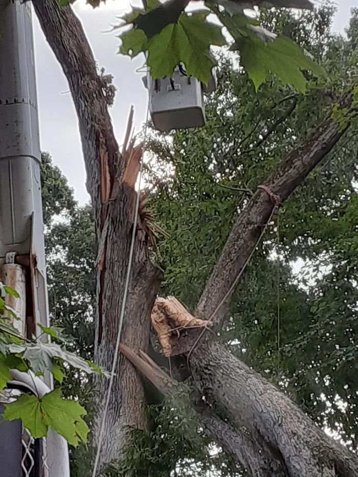Tree being trimmed by a worker in a bucket truck; large split in trunk.