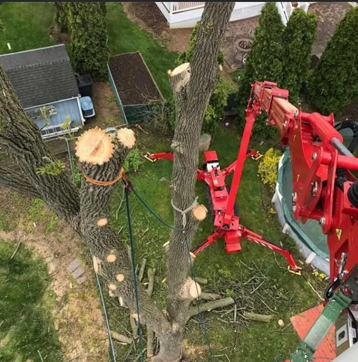 A tree being trimmed by a red aerial lift in a backyard with a pool.