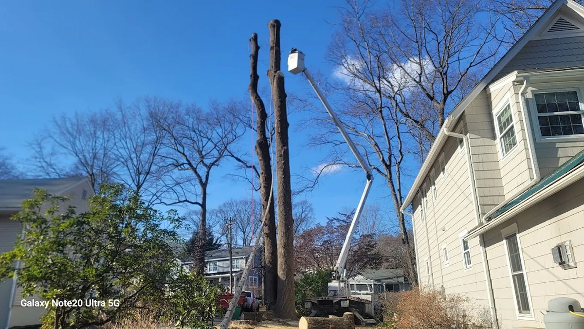 Tree removal with a lift in front of a house on a sunny day.