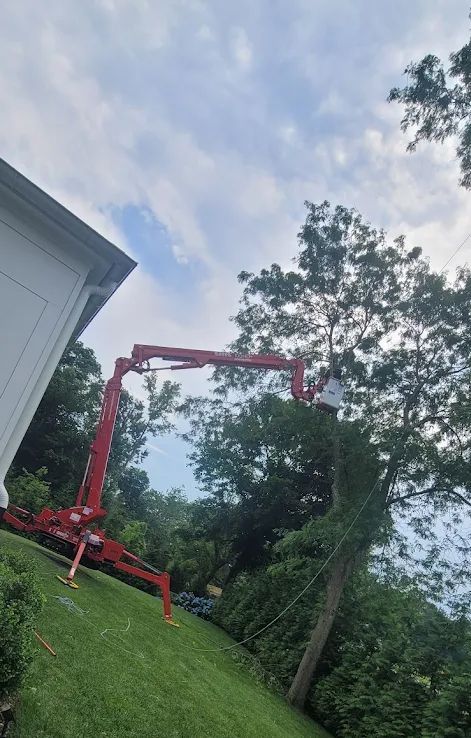 Red tree-trimming lift cutting branches of a large tree near a white building on a grassy hill. Cloudy sky.