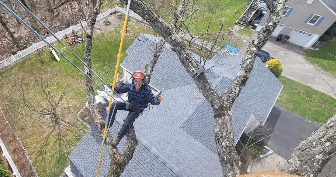 Arborist in a tree, working near a roof; safety lines visible.