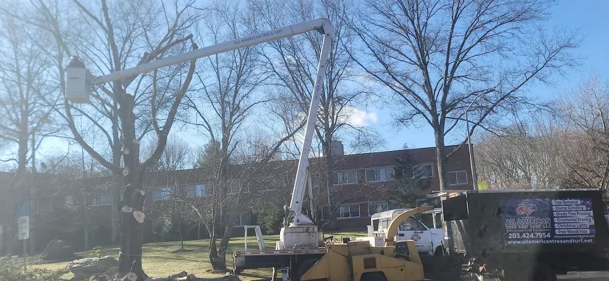 A tree trimming service is using a lift to work on a tree in front of a building on a sunny day.