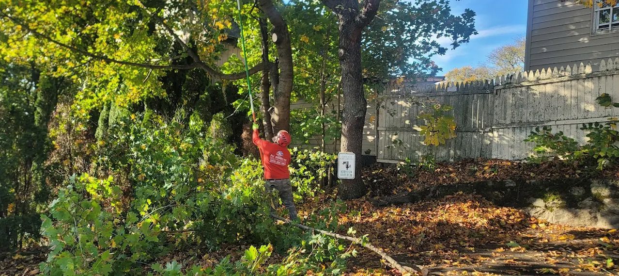 Man in red shirt reaching for a tree branch with a number 1 sign nearby, against a sunny, leafy backdrop.