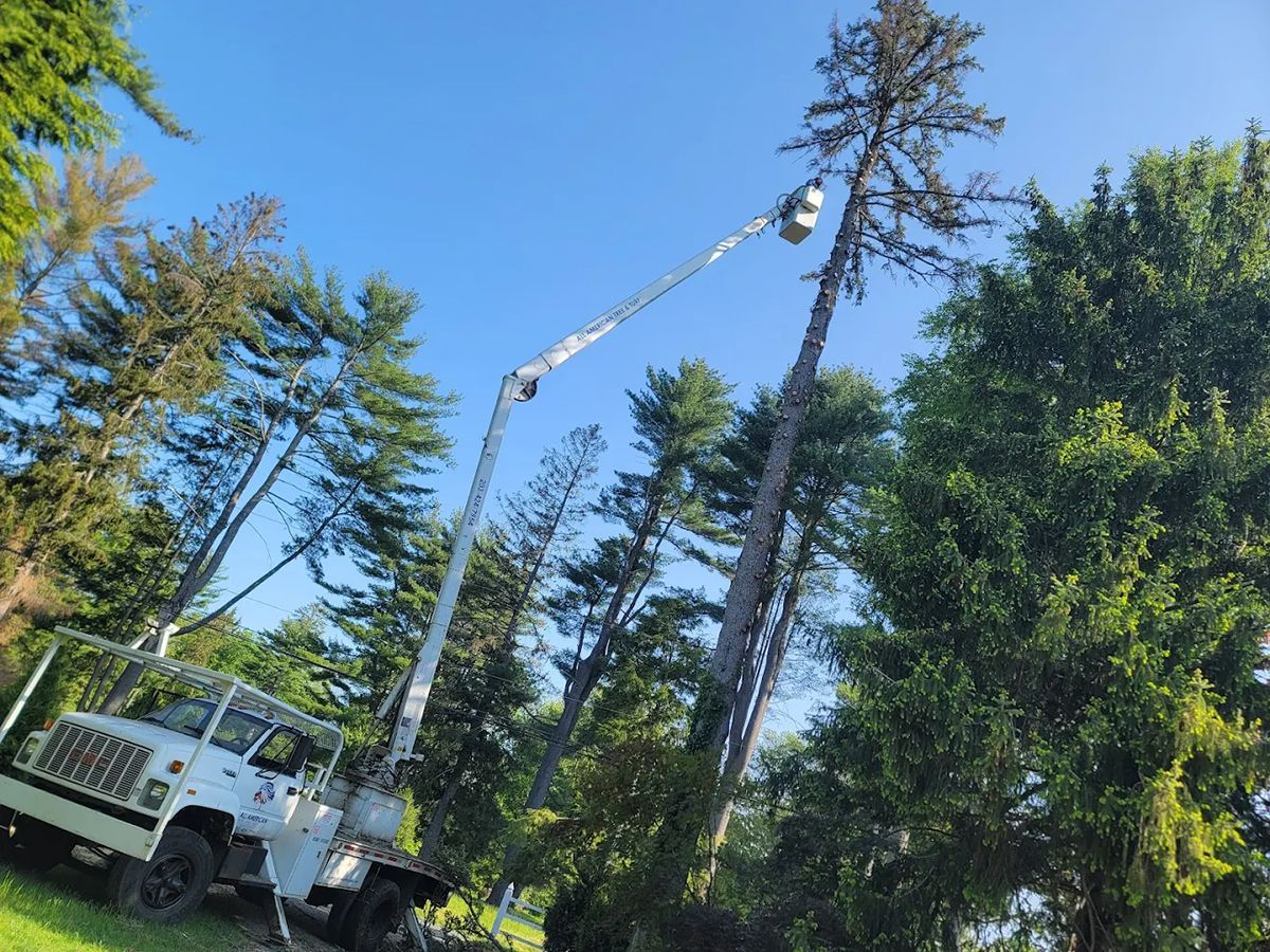 A tree service truck with a raised boom trimming a tall pine tree against a blue sky.