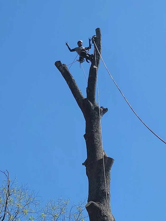 Arborist on a tall tree stump, arms raised. Blue sky background.